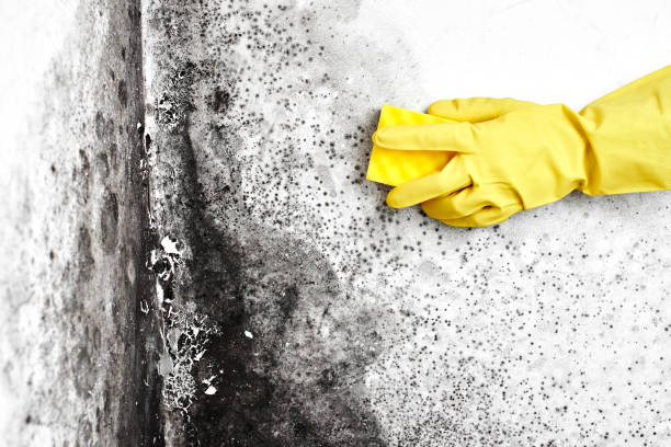 Best Home Mold Removal  in Muniz, TX