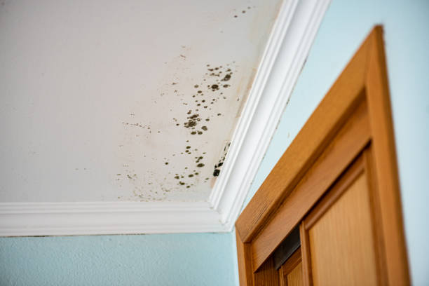 Best Certified Mold Removal  in Muniz, TX