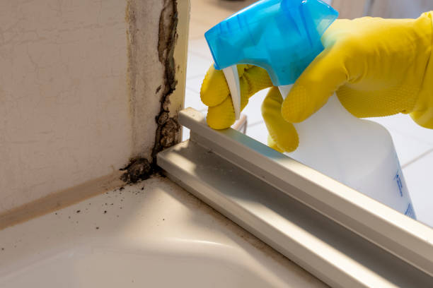 Trusted Muniz, TX Mold Removal Experts