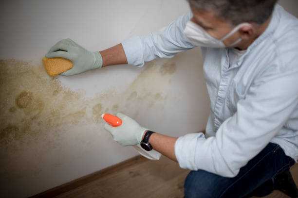 Best Attic Mold Removal  in Muniz, TX
