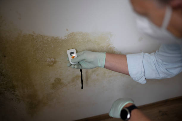 Best Best Mold Removal Companies  in Muniz, TX