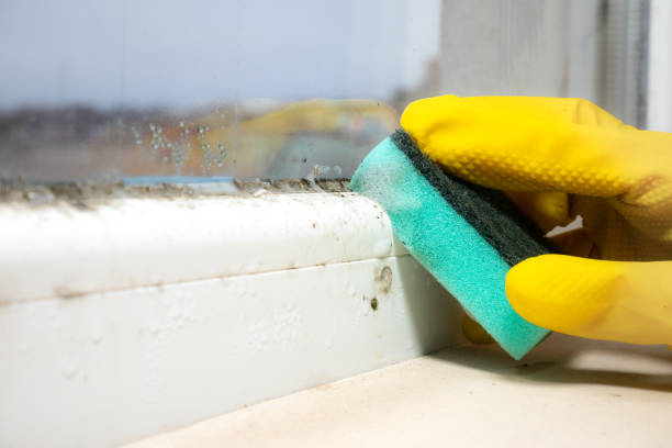 Best Fast Mold Removal  in Muniz, TX