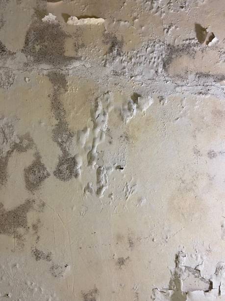 Best Certified Mold Removal  in Muniz, TX