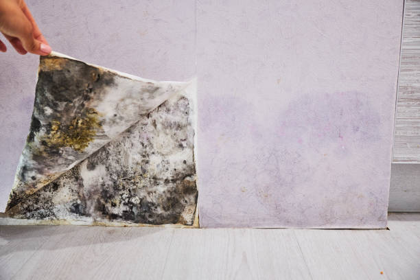 Best Toxic Mold Removal  in Muniz, TX